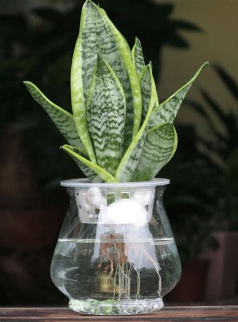 栽種植物|水種植物新手入門！ 15 種室內植物推薦 種植好處/開。